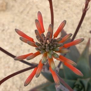 Meet your Posher, Suzanne